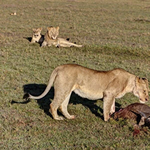 Lioness -Panthera leo- feeding on wildebeest -Connochaetes taurinus- observed by two young lions, Masai Mara National Reserve, Kenya, East Africa, Africa, PublicGround