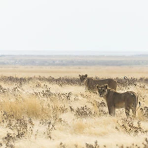 Lioness -Panthera leo- standing in the steppe, Etosha National Park, Namibia