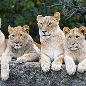 Two lionesses and two cubs