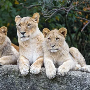 Two lionesses and two cubs