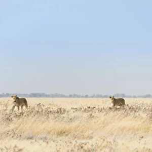 Lionesses -Panthera leo- with cubs walking through steppe, Etosha National Park, Namibia
