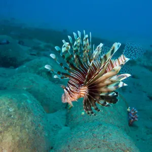 Lionfish Fine Art Print