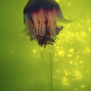 Lions Mane Jellyfish -Cyanea capillata-, Kareliya, Russia, White Sea, Arctic