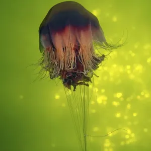 Lions Mane Jellyfish -Cyanea capillata-, Kareliya, Russia, White Sea, Arctic Lions Mane Jellyfish -Cyanea capillata-, Kareliya, Russia, White Sea, Arctic