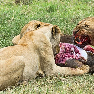 Lions -Panthera leo- feeding on the hunted prey, Ngorongoro Crater, Tanzania