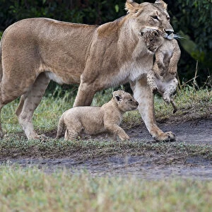 Lions -Panthera leo-, lioness carrying disabled cub, the other one marching along briskly, Msai Mara, Kenya