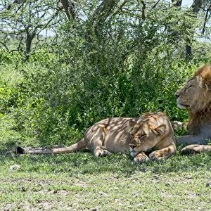 Lions -Panthera leo-, male and female resting in the shade, Ndutu, Tanzania