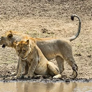 Two Lions -Panthera leo- at the water, Serengeti, Tanzania