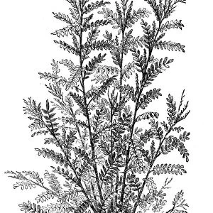 Liquorice or licorice (Glycyrrhiza glabra)