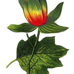 Liriodendron tulipiferaa'known as the tulip tree, American tulip tree, tulipwood, tuliptree, tulip poplar, whitewood, fiddletree, and yellow-poplar