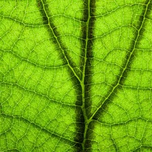 High Resolution Backlit Green Leaf Print High Resolution Backlit Green Leaf Print