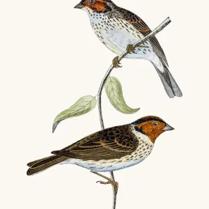 Little Bunting bird Little Bunting bird
