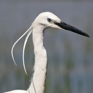 Little Egret Print, Lake Kerkini Portrait