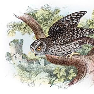 Little owl engraving 1896