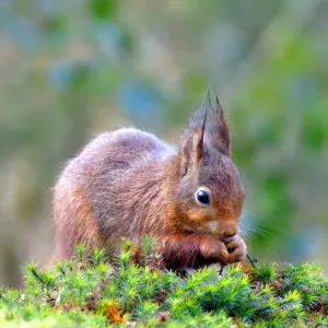 Little red squirrel is nibbling on a hazelnut Little red squirrel is nibbling on a hazelnut