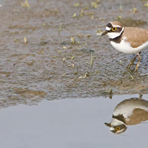 Little Ringed Plover -Charadrius dubius- reflected in water, Texel, The Netherlands