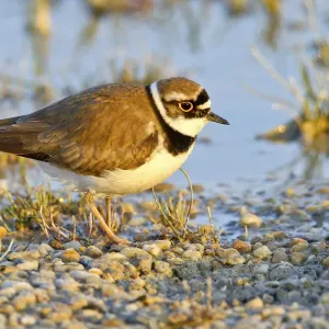 Little ringed plover -Charadrius dubius-, Burgenland, Austria, Europe Little ringed plover -Charadrius dubius-, Burgenland, Austria, Europe