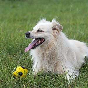 Little white dog, spitz half-breed (Canis lupus familiaris), male domestic dog