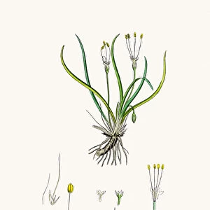 Littorella lacustris plant