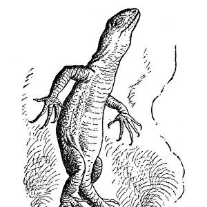 Lizard coming out of the chimney - Alice in Wonderland 1897