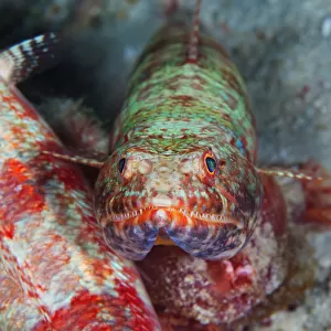 Lizard-fish portrait