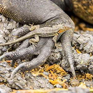 Lizard on the hand of a Marine iguana