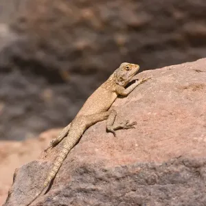 Lizard in the Wadi Mathendous, Wadi Barjuj, stone desert, Libya, Sahara, North Africa, Africa Lizard in the Wadi Mathendous, Wadi Barjuj, stone desert, Libya, Sahara, North Africa, Africa