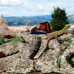 Lizard on the Wall, Old Florence in the background, Italy