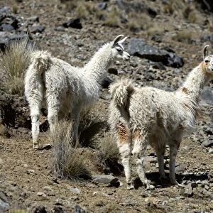 Two Llamas -Lama glama- standing in the Andean Highlands, Altiplano, Department of La Paz, Bolivia