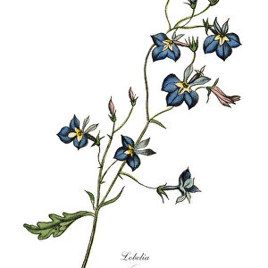 Lobelia Plant, Victorian Botanical Illustration