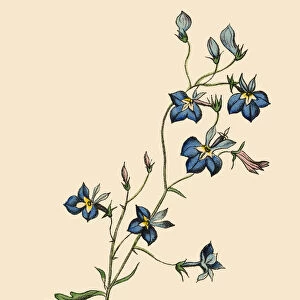 Lobelia Plant, Victorian Botanical Illustration