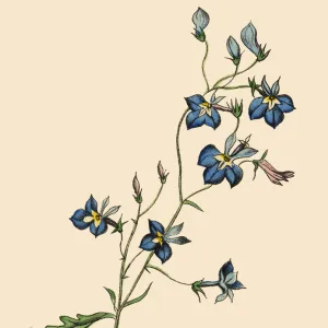 Lobelia Plant, Victorian Botanical Illustration