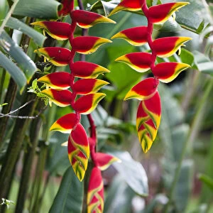 Lobster Claw, False-bird-of-paradise -Heliconia rostrata-, Atherton Tablelands, Queensland, Australia