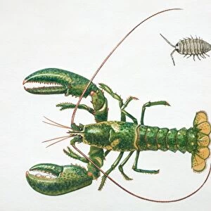 Lobster, top view