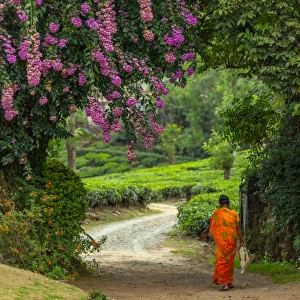 A local woman walking towards a tea plantation in Kerala, India