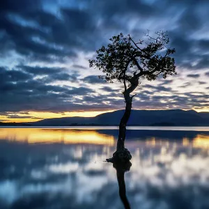 Loch Lomond Lone Tree