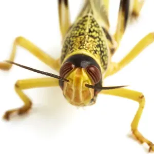 Locust Print (Acrididae) Locust Print (Acrididae)