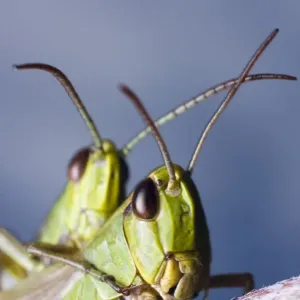 Locusts (Chorthippus montanus) mating Locusts (Chorthippus montanus) mating