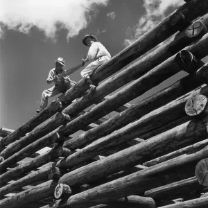 Log Pile Log Pile