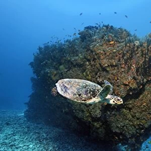 Loggerhead sea turtle -Caretta caretta- in front of coral block, Embudu channel, Indian Ocean, Tilla, South Male Atoll, Maldives