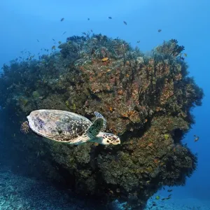 Loggerhead sea turtle -Caretta caretta- in front of coral block, Embudu channel, Indian Ocean, Tilla, South Male Atoll, Maldives Loggerhead sea turtle -Caretta caretta- in front of coral block, Embudu channel, Indian Ocean, Tilla, South Male Atoll, Maldives