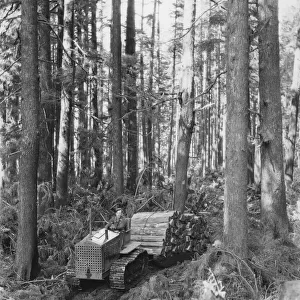 Logging Site In The USA