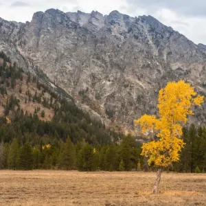 Lone Aspen in peak Fall color Grand Teton National Park Wyoming USA Lone Aspen in peak Fall color Grand Teton National Park Wyoming USA