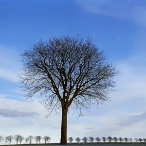 Lone Bare Tree Print Lone Bare Tree Print