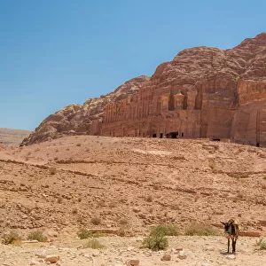 Lone Donkey in Front of Nabataean Tombs