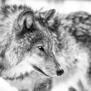 Lone Grey Wolf Winter Patrol Print Lone Grey Wolf Winter Patrol Print