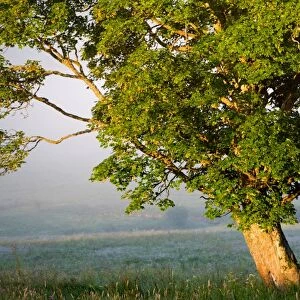 Lone maple tree on a misty meadow illuminated with sunlight