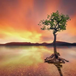 The lone Oak tree of Loch Lomond - Balmaha (Glasgow, Scotland, United Kingdom) The lone Oak tree of Loch Lomond - Balmaha (Glasgow, Scotland, United Kingdom)