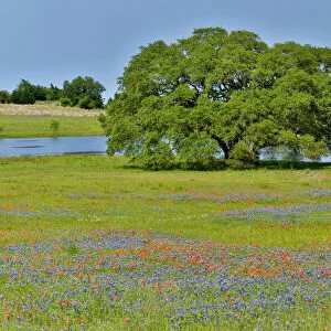 Lone Oak tree along small pond with field of wildflowers near Brenham, Texas Hill Country, Texas, USA