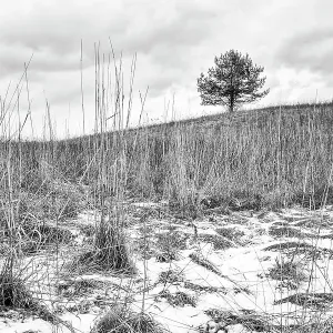 Lone Tree Lone Tree